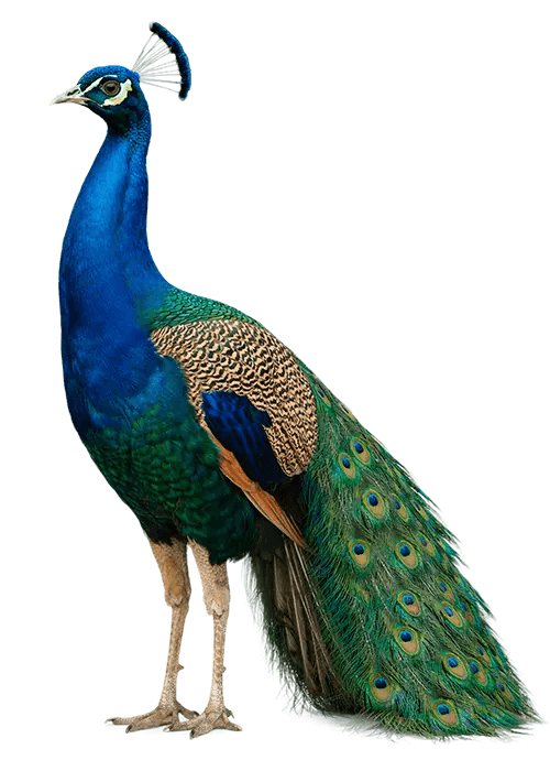 Suositut yritysrahoituspalvelut